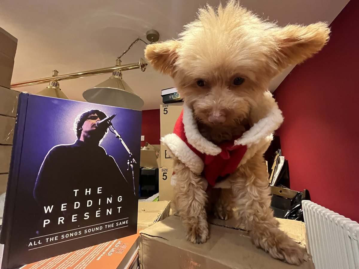 twpmemories2016's tweet image. It’s fair to say that the idea of a photo session with Sid dressed as Santa to publicise the @weddingpresent book wasn’t enthusiastically received, but on the bright side he didn’t bite me

#pomapoo