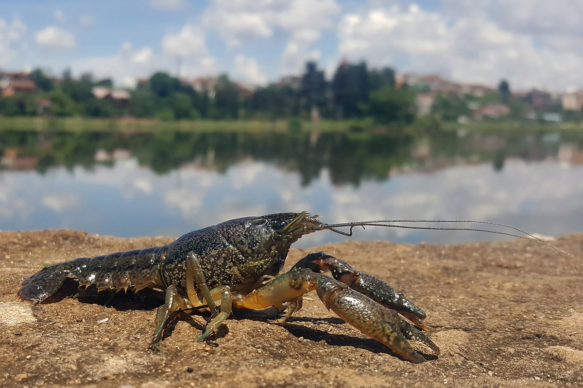 The emergence of a new species via a single-step mutation is incredibly rare, but it does happen. One example is the marbled crayfish. This crayfish emerged in the pet trade during the 1990s as a result of a mutation in the slough crayfish. The mutation caused the marbled…