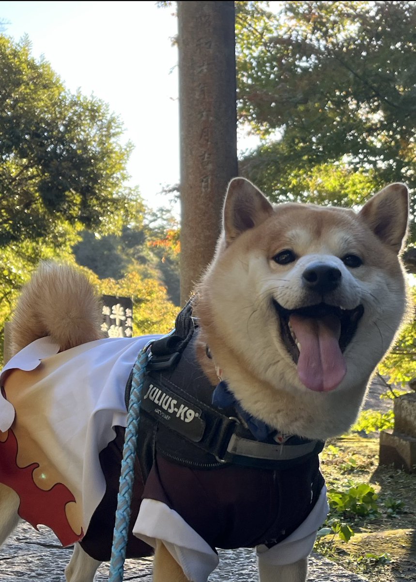 おはようございます☀
#柴犬 #おはようございます