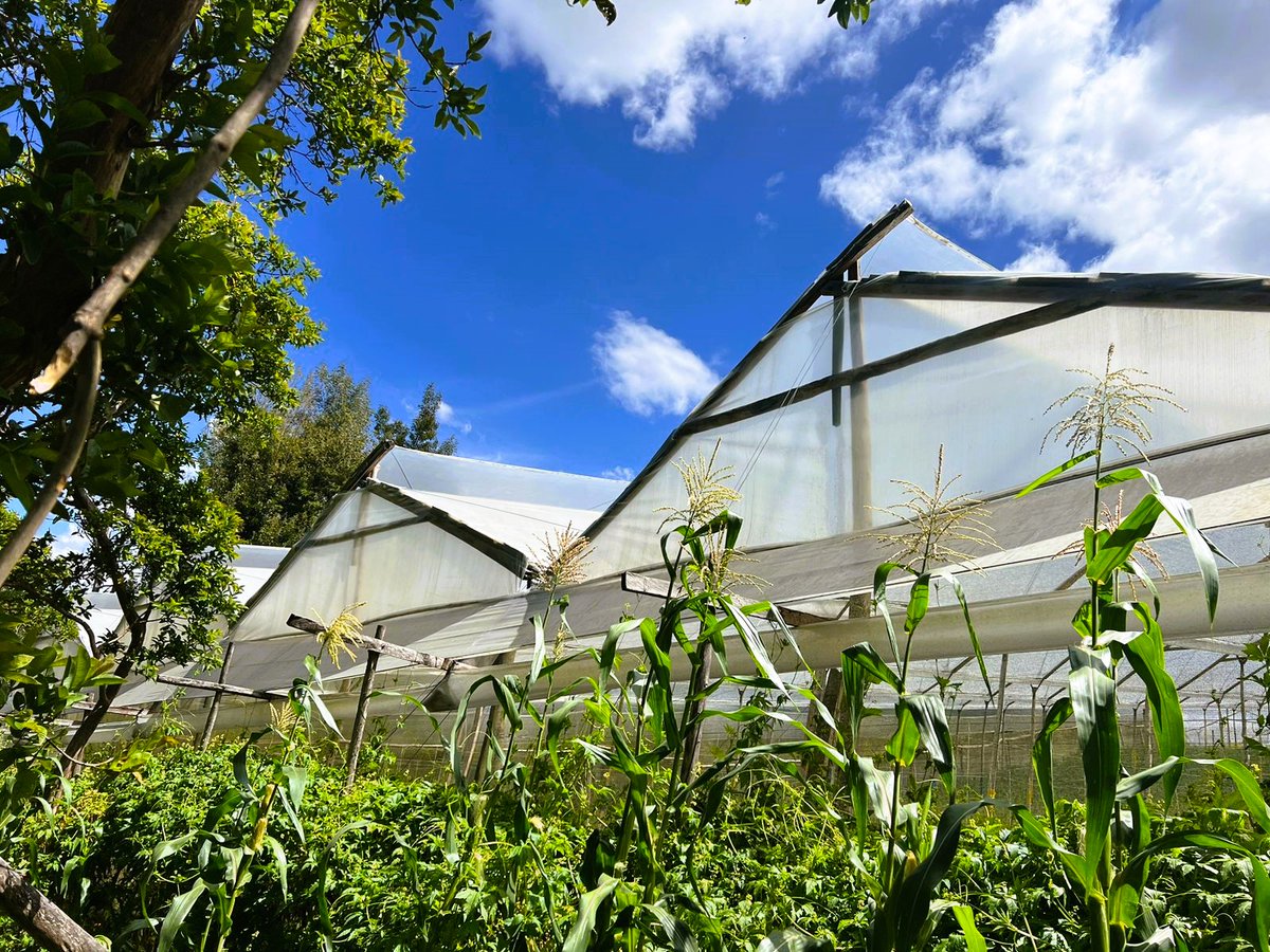 FAO_Colombia's tweet photo. #Hoy @AdelDinos socializa los avances del proyecto regional Transición agroecológica con organizaciones de productores de tomate en la subregión del Alto Ricaurte, con productores de Tinjacá y Sutamarchán con el apoyo de @UEenColombia @AicsBogota y @FAO_Colombia, programa #DRETII https://t.co/HnIdK4GmEm