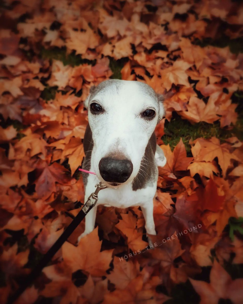 Autumn 🍁 🍂 🍁
#dogsoftwitter #twitterdogcommunity #twitterdogs #WHIPPET