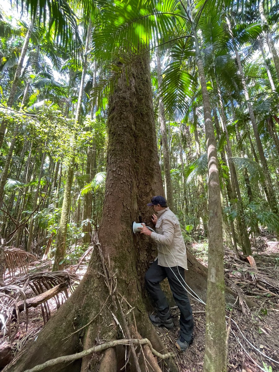 Dr. Luke Jeffrey (@luke_jeffrey) on Twitter photo Fortunate to have such a pristine site to work in <1 hr from @SCUonline Lismore campus! First day scouting #Rainforest methane dynamics for Johannes’s #PhD project with <a href="/Dr_Damo77/">Damien Maher</a> and Adi Fortunate to have such a pristine site to work in <1 hr from @SCUonline Lismore campus! First day scouting #Rainforest methane dynamics for Johannes’s #PhD project with <a href="/Dr_Damo77/">Damien Maher</a> and Adi