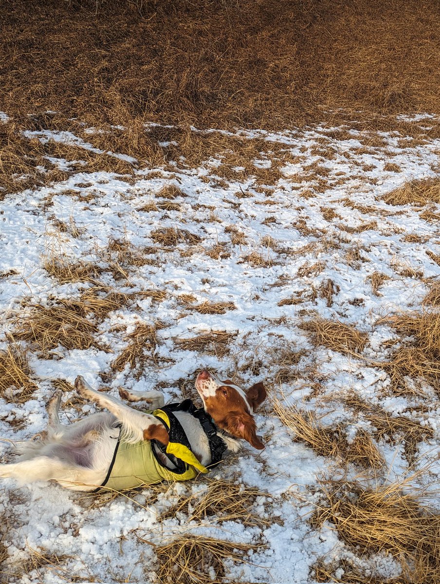 BrentColman's tweet photo. Freddie: stupid dad making me wear my stupid vest... Going to get made fun of...

Me: well you're a weirdo and do your somersaults and roll in the snow, then you get wet and cold, and then all whiny.

Freddie: shut up, nerd, my somersaults bring all the girls to the dog park. https://t.co/SansmVjtAN