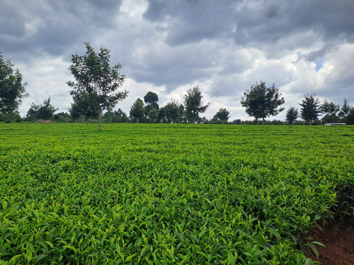 Sinonin Food Innovations LTD 🇰🇪 tweet media