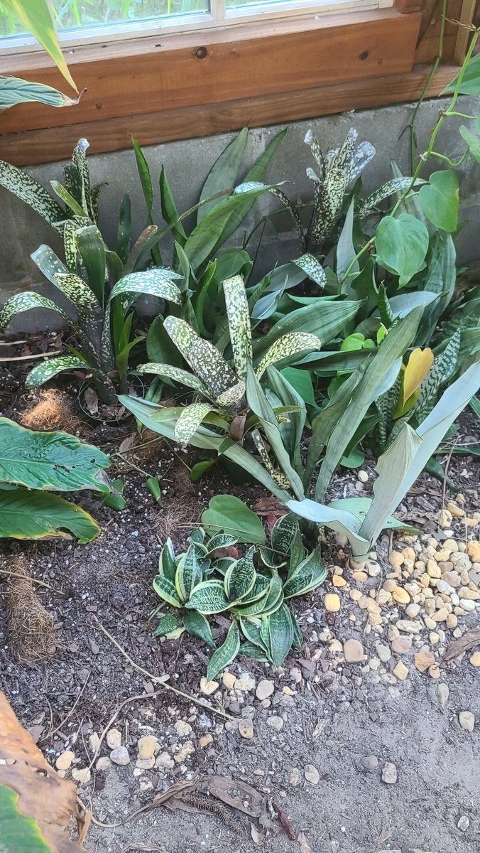 Scenes inside the greenhouse !