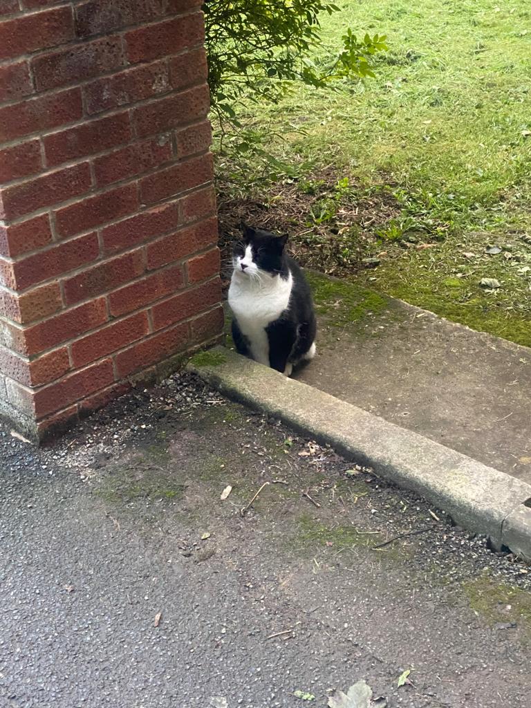 Is this the twin brother of this lovely boy on Keele campus? 😻#LoveKeele