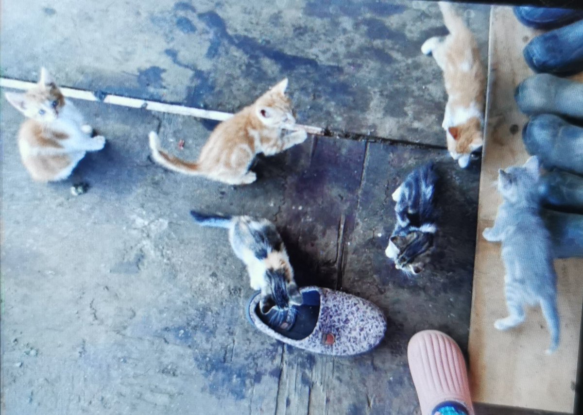 Se regalan gatitos de 45 días. Vacunados #chiloe
