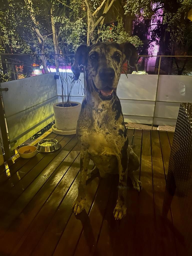 Se encontraron a este Gran Danés en la Condesa ahora pero no tiene collar.

Si pueden darle RT hasta que llegue a su dueño se los voy a agradecer muchísimo!!!!! 🥺🙏🏻