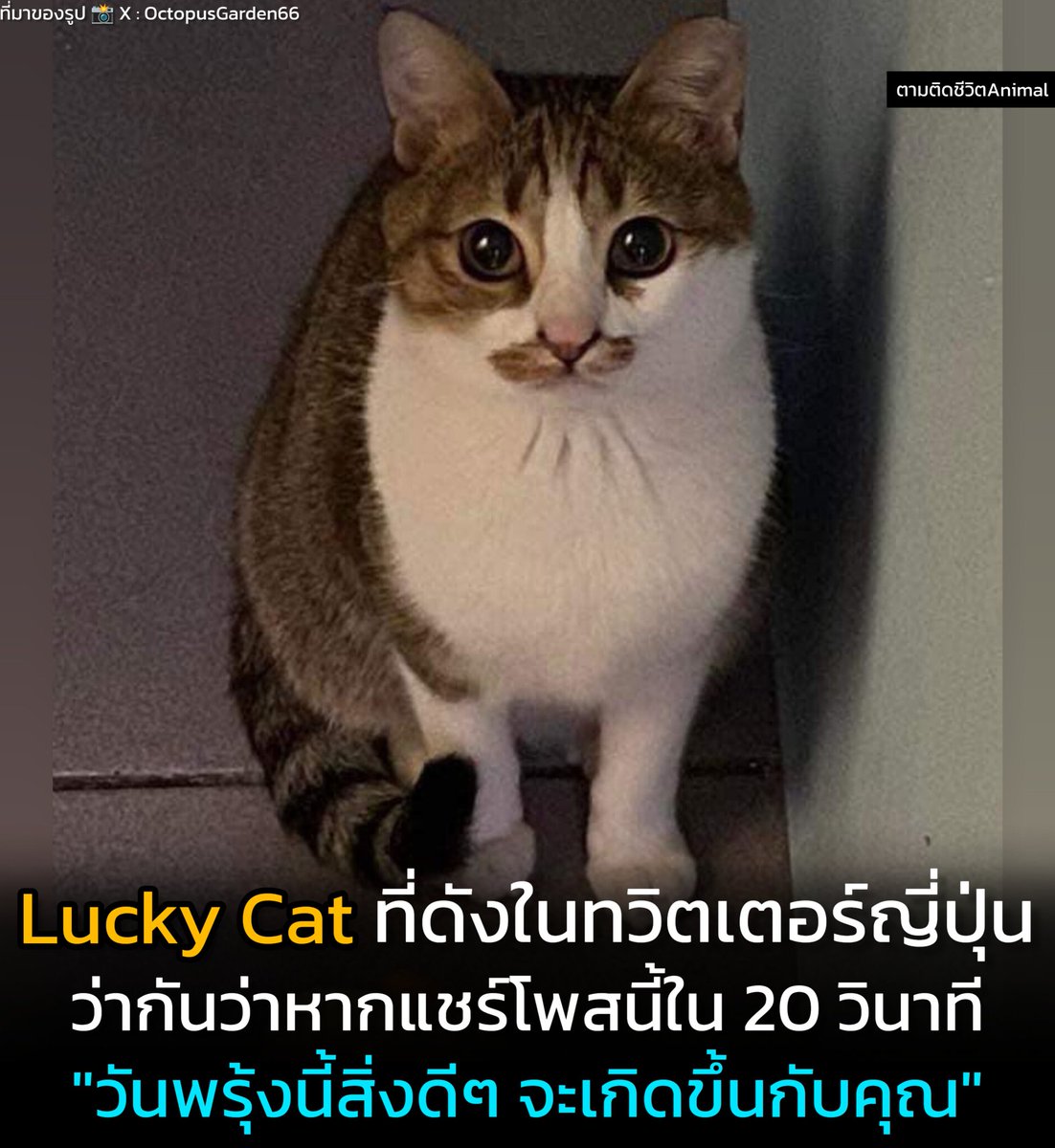 Lucky cat กลายเป็นไวรัลในทวิตฯของญี่ปุ่น โดยเจ้าของบอกว่า หากแชร์รูปน้องภายใน 20 วินาที เรื่องราวดีๆ ก็จะเกิดขึ้นในวัดถัดไป ชาวเน็ตคอมเม้นท์ไม่สนเรื่องโชคดีหรอก แต่น้องน่ารักขนาดนี้ไม่แชร์ได้ยังไง 🍀😺 แมว : เค้าอาจจะไม่ได้ทำให้นายโชคดี แต่ไม่กี่วินาทีที่นายดูรูปเรา…