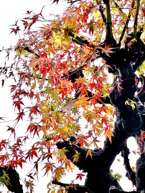 「autumn leaves traditional media」 illustration images(Latest)