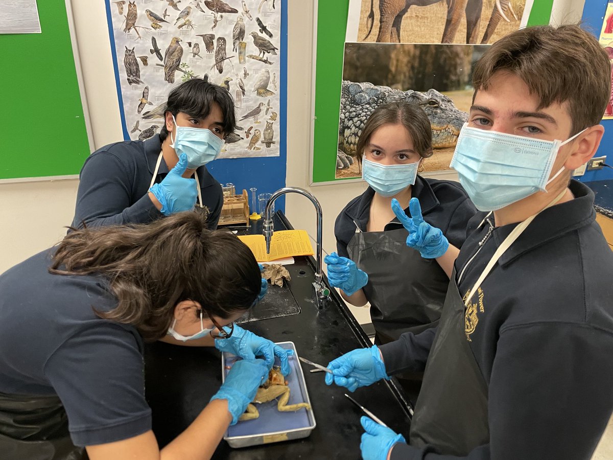 Frog dissections with our grade 10s #mpsjscience