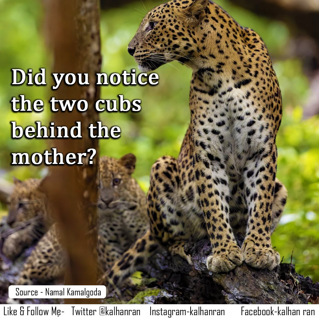 Did you notice the two cubs behind the mother?
#LKA #SriLanka #travel #srilankansafari #travelsrilanka #wilpattu #canonwildlife #BBCwildlifePOTD #yourshotphotographer #leopard #srilankanleopard #leopardsofwilpattu #srilankanwildlife #nature #safari
x.com/Namalkamalgoda…