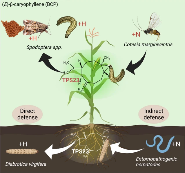 Dr Asim Munawar (@asimmunawar62) on Twitter photo Pleased to share our recent review article published in "Crop Health" journal.
<a href="/CropHealth_zju/">Crop Health</a>
"Beyond 'push–pull': unraveling the ecological pleiotropy of plant volatile organic compounds for sustainable crop pest management"🍏🌶️🍆🫒 Pleased to share our recent review article published in "Crop Health" journal.
<a href="/CropHealth_zju/">Crop Health</a>
"Beyond 'push–pull': unraveling the ecological pleiotropy of plant volatile organic compounds for sustainable crop pest management"🍏🌶️🍆🫒