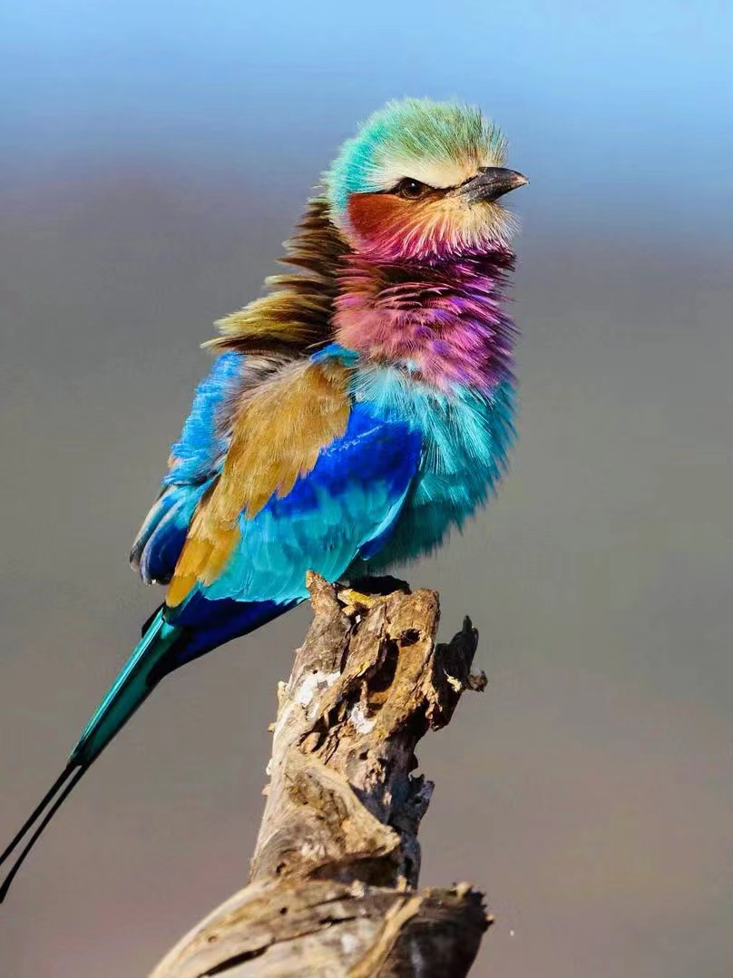 Lilac-breasted Roller
#naturephotography #birdsphotography #beautifulbirds  #birdsofindia #birdlovers #naturelovers #birdplanet #birdcaptures  #birds_nature
