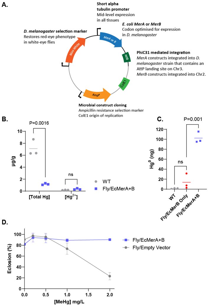 Maciej Maselko (@synbionaut) on Twitter photo Very excited to share our preprint demonstrating that animals can be engineered to bioremediate methylmercury! Amazing work by <a href="/Dr__Tepper/">Kate Tepper</a>
biorxiv.org/content/10.110… Very excited to share our preprint demonstrating that animals can be engineered to bioremediate methylmercury! Amazing work by <a href="/Dr__Tepper/">Kate Tepper</a>
biorxiv.org/content/10.110…