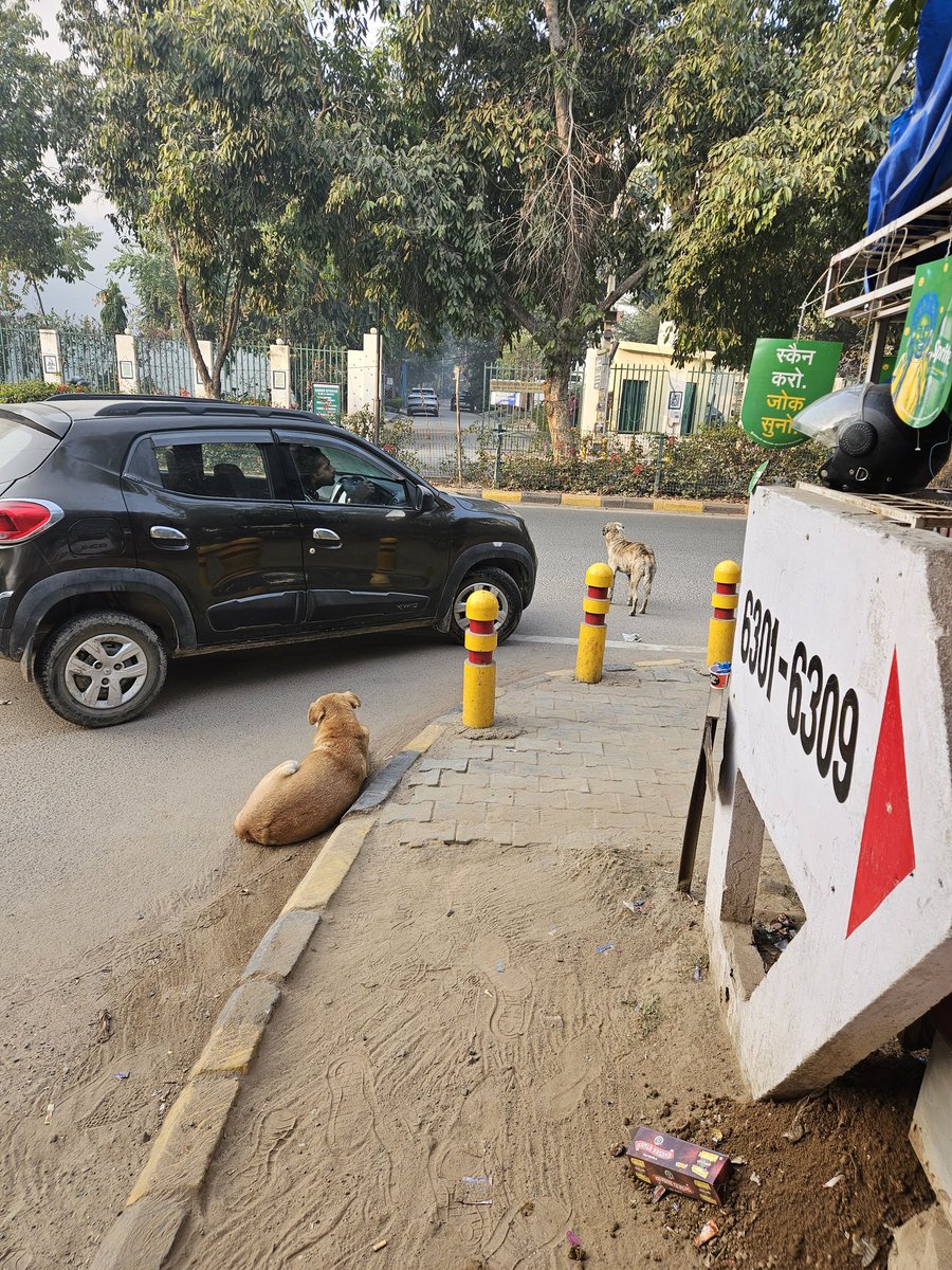 tyagaind's tweet photo. A dog prevents a man going on the wrong side of the road at Delhi Gurugram infrastructure of DLF Super Mart I @_TrafficGuru_ @dtptraffic @Changeindia20 @TrafficGGM @dcptrafficggm @cfam_india @bicyclemayorblr @PowerOfBicycles @ChangeOrg_India @Change https://t.co/GvzUu32dfJ