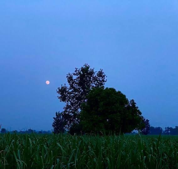 तुमने देखा ही नहीं गाँव का हुस्न ,
चाँद उगता है यहां खेत खलिहानों में !!!

सुप्रभात🙏🏻