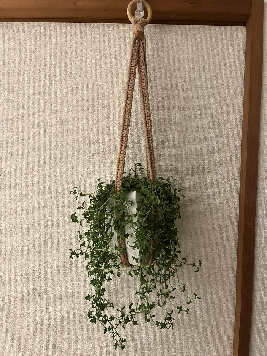 mi_ko093's tweet photo. It's Dolghin neckless that is tired in summer. But it's getting cooler and leaves glow thick.
#観葉植物 #houseplants #dolghinneckless #English #macrame https://t.co/gNNPyYebYw