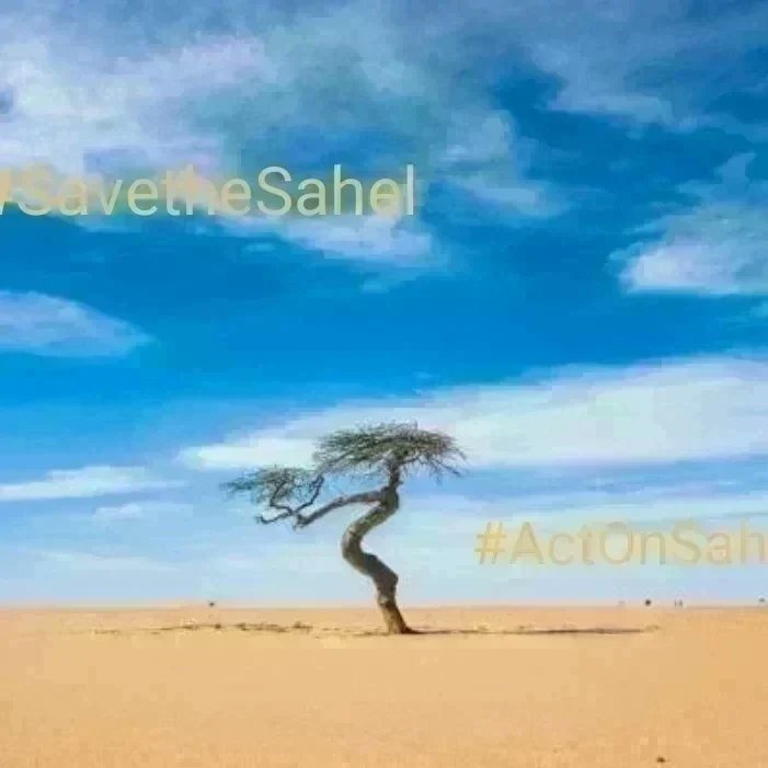 ActOnSahel team advocates 4 Peace in the Sahel with #ClimateAction. Sahel needs more #trees not weapons.Pls redirect the military funds to tackle climate change, poverty, terrorism & conflicts. #ActOnSahel @auggwi @1_billiontrees @UNCCD @IPBES