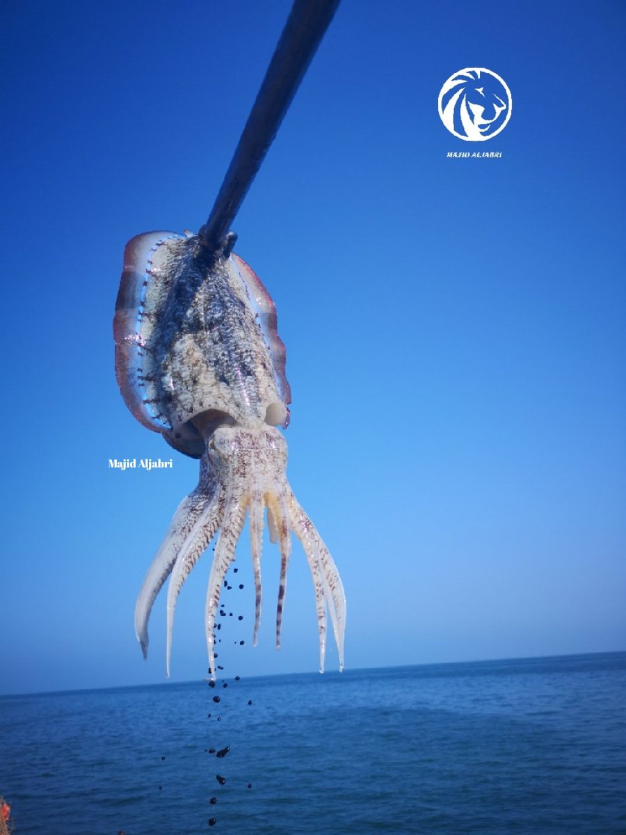 الحبار من أفضل الأنواع البحرية على المائدة 😁✌️

#شبكة_الساحل_العماني