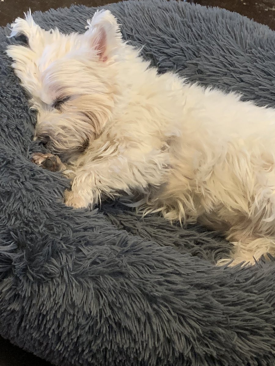 Angeh79's tweet photo. 13 today.  Happy birthday Pippin 🥰🥳 https://t.co/TRjXJ87DMT