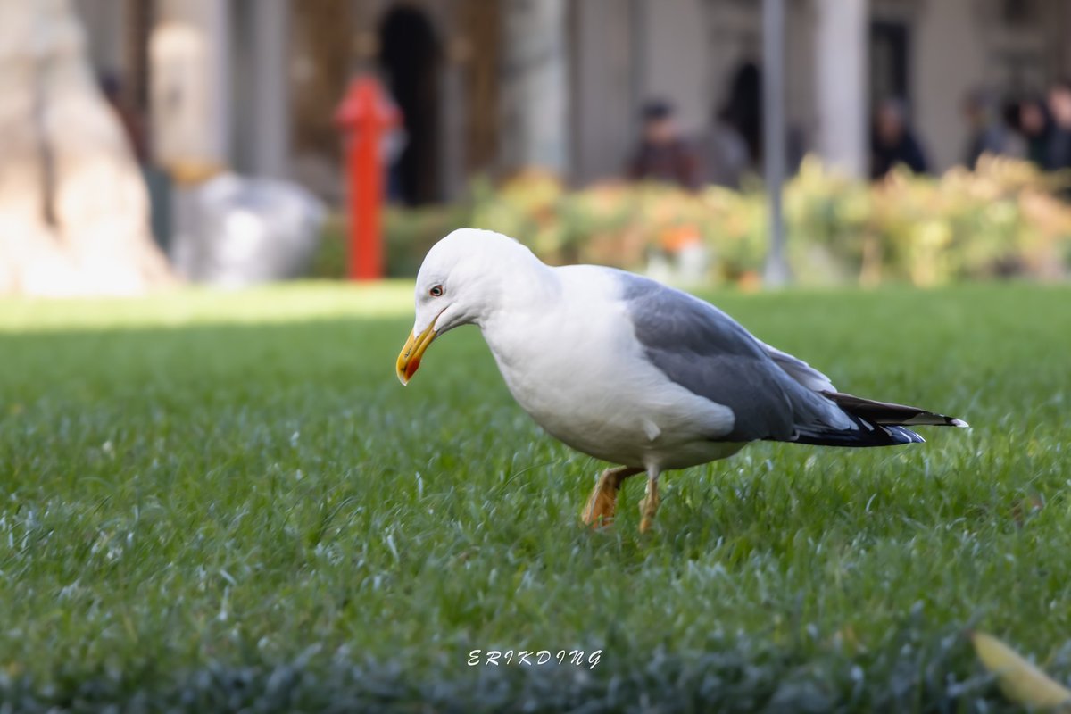 ErikDing868's tweet photo. #YellowLeggedGull
#birds #birdwatching #bird #nature #birdphotography #birdsofinstagram #wildlife #naturephotography #birding #birdlovers #photography #naturelovers #birdstagram #birdlife #animals #bestbirdshots #photooftheday #bhfyp #birdoftheday #beautifulbird #earthcapture https://t.co/ez6WWK3ULH