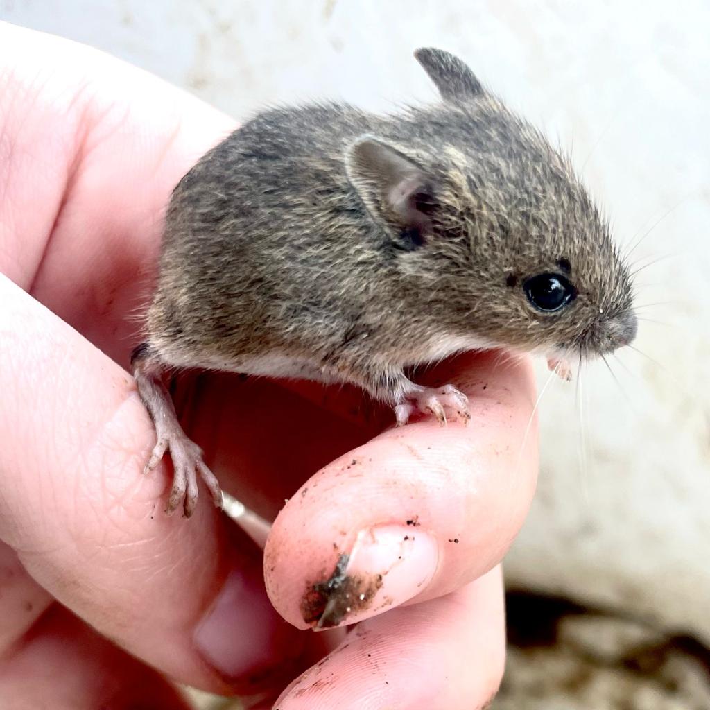 ecosupportltd's tweet photo. One of our ecologists saved this baby wood mouse (also known as a field mouse) during a recent ECoW🐭

Did you know?
🐭 Wood mice can shed the skin on their tail in a bid to escape predators😮

#ECoW #WoodMouse #Ecology #SpeciesProtection https://t.co/lZ3uq9hR4l
