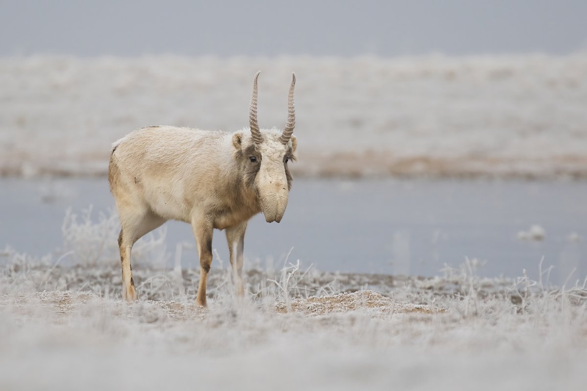 Conservation milestone! 🎉 Saiga antelope have been reclassified from Critically Endangered to Near Threatened on IUCN Red List signifying a substantial global recovery for the species @saigaca 👉 saiga-conservation.org/2023/12/11/sai… 📸Gilev Karenina Berezina