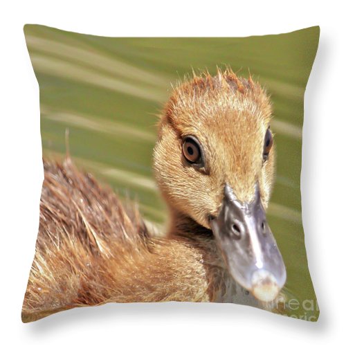 Just 'Cute Little Me',
swimming in my pool,
Oh, so much fun,
it's way too cool! 🦆
#wildlifephotography #naturelovers #Muscovyduckling

Throw #pillow is available in my shop at 3-joanne-carey.pixels.com 🦆
#AYearForArt #BuyIntoArt #gifts #Christmasgifts