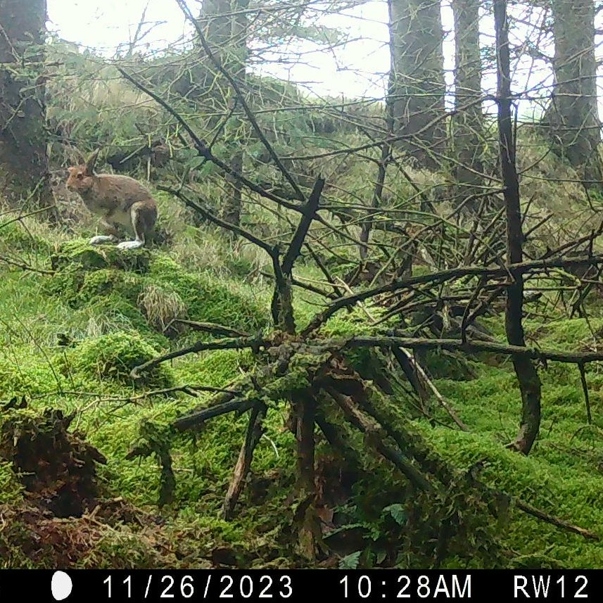 danny_alvey's tweet photo. I was out over the last couple weekends collecting the last of the cameras for our ReWild Wicklow 'Snapshot Europe' project. Among these more unusual photos from Roundwood and Glendalough are a very big hare, buzzard, woodpecker and our first-ever recorded red-listed woodcock https://t.co/fRlDtwcG7M