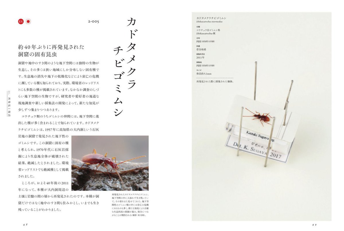 こちらは約40年ぶりに再発見された洞窟の固有昆虫「カドタメクラチビ