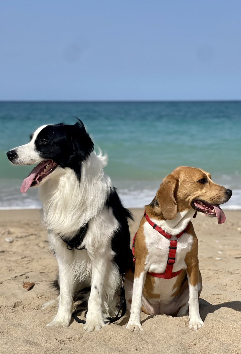 Elius0's tweet image. Nala and Cooper are excited for BONK for Paws!!! @bonk_inu @TaipeiWeek 

#TBW2023 
#BONKforPaws