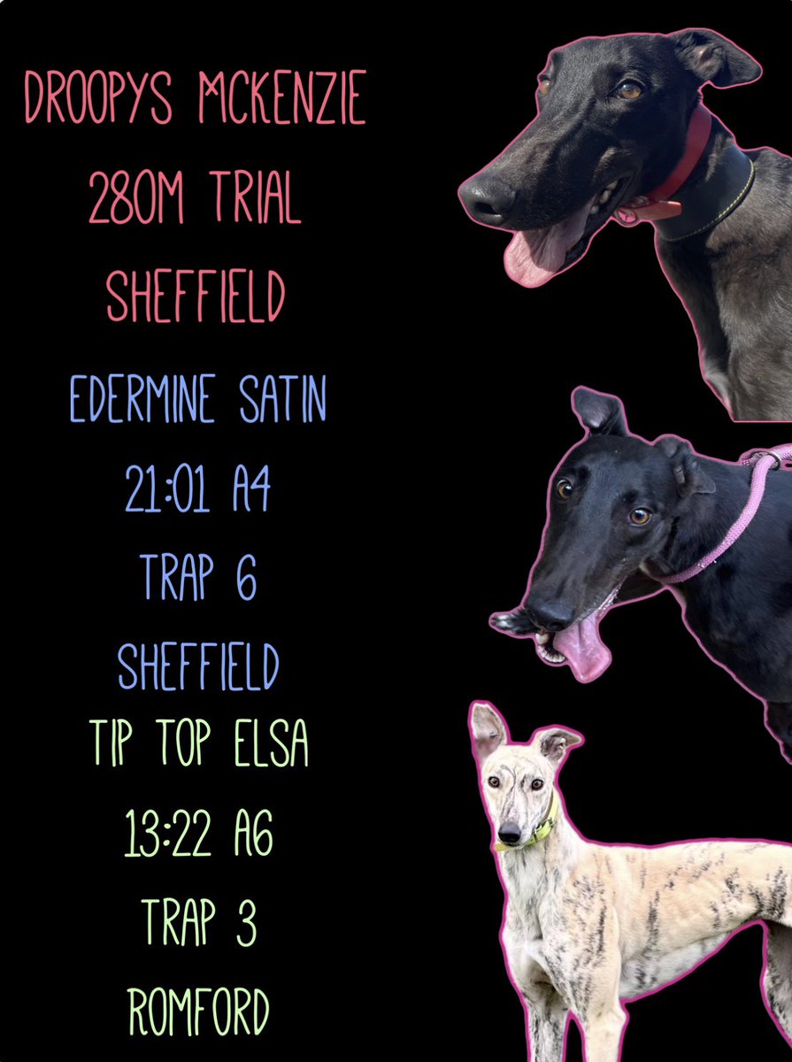 3 runners today!
Kenzie (Droopys McKenzie) returns to sheffield with a 280m solo trial 

Storm (Edermine satin) has her first race back! She remains in A4 at Sheffield 

Elsa (Tip Top Elsa) has her first race at Romford! She’s running in A6 

Good luck to all 3 🥳❤️