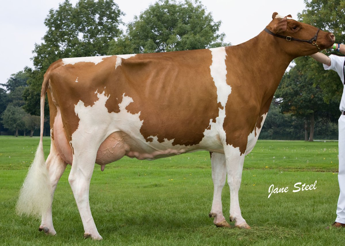 hill010415's tweet photo. Selling in the Spotlight Sale at Sedgemoor 
Hydaways Willo Raquel Red
Red, Flashy, deep ribbed, May Show calf for 2024 , having already been placed 1st at Staffs Qualifier 2023.
11 gens average score of Ex91.1 inc 4 being at least Ex94.
Family members pictured
Bid last on lot 30 https://t.co/KqZn2qlhcY