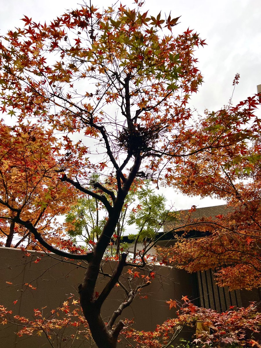「マンションの中庭の木に鳥の巣っぽいのが〜鳩が2羽近くの枝にとまってたけど、鳩の巣」|士基 軽太のイラスト