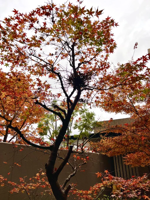 マンションの中庭の木に鳥の巣っぽいのが〜鳩が2羽近くの枝にとまってたけど、鳩の巣? 