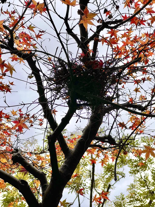 マンションの中庭の木に鳥の巣っぽいのが〜鳩が2羽近くの枝にとまってたけど、鳩の巣? 