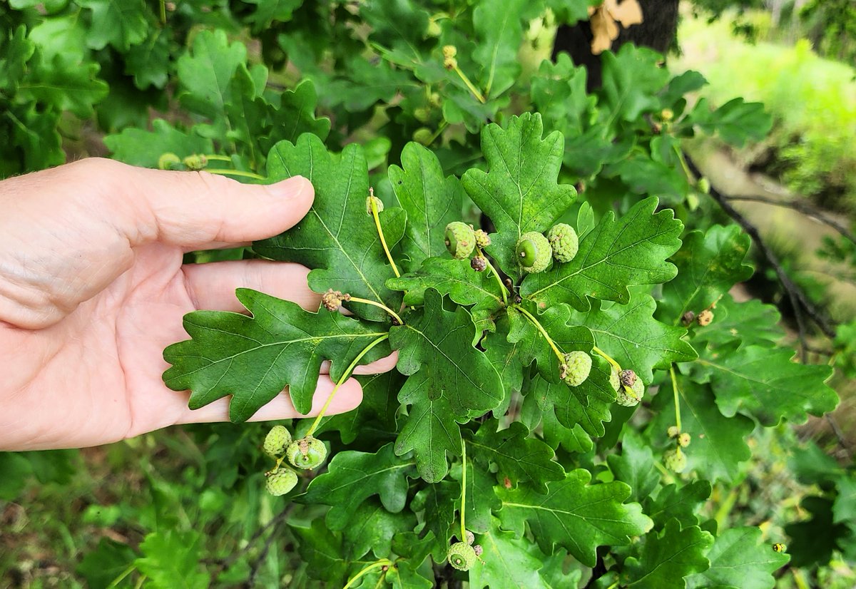 A creaky but determined restart to my blog, Talking Plants. For a little while, it will be all about oaks. So, if that's your thing, take a look! #oaks #quercus #talkingplants 

talkingplants.blogspot.com/2023/12/an-eng…