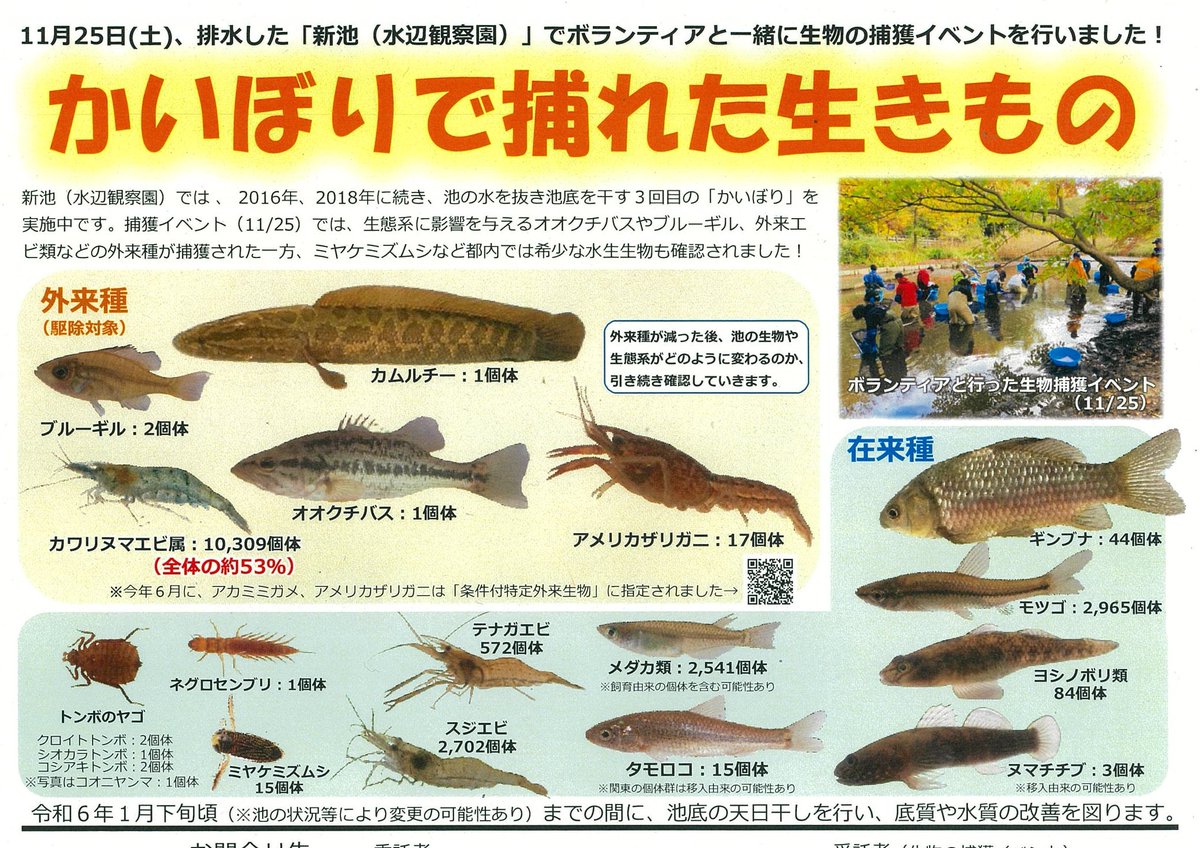 かいぼりご報告②】 11/25かいぼりで捕れた生きもの速報‼ 駆除対象の 
