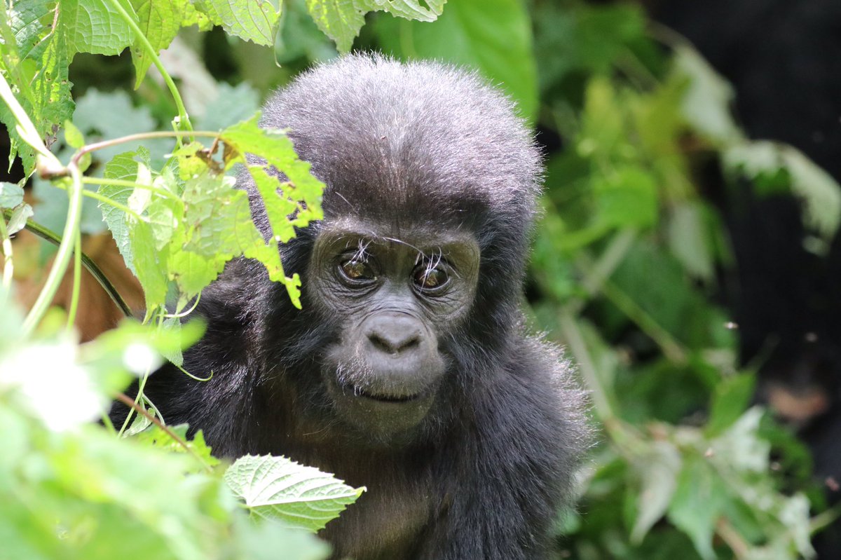 Explore Bwindi Impenetrable NP, a home to half of the world’s mountain Gorillas with our nyanjasafarisuganda.com/trip/7-days-of… 

#GorillaConservation #UgandaTravel #BwindiSafari #GorillaEncounter #BwindiAdventure #WildlifeSafari #ExploreUganda