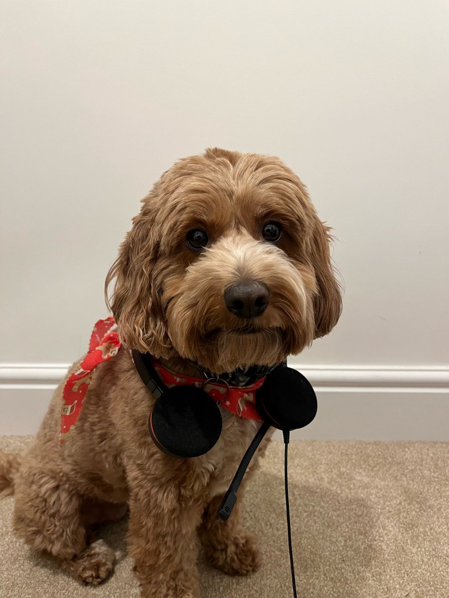WYP_FCH's tweet photo. Good morning from #Team2 here with you until 16:00.
Don't we all love a cute pup? Well say hello to Ruby FCH's newest dispatch operator. We currently have a vacancy and she's dropped a walk or two to come and give us a paw.
#PawControl https://t.co/zZ7eOjVgNJ