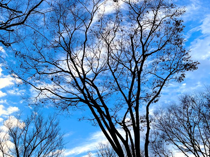 「枯れ木 雲」のTwitter画像/イラスト(新着)｜3ページ目