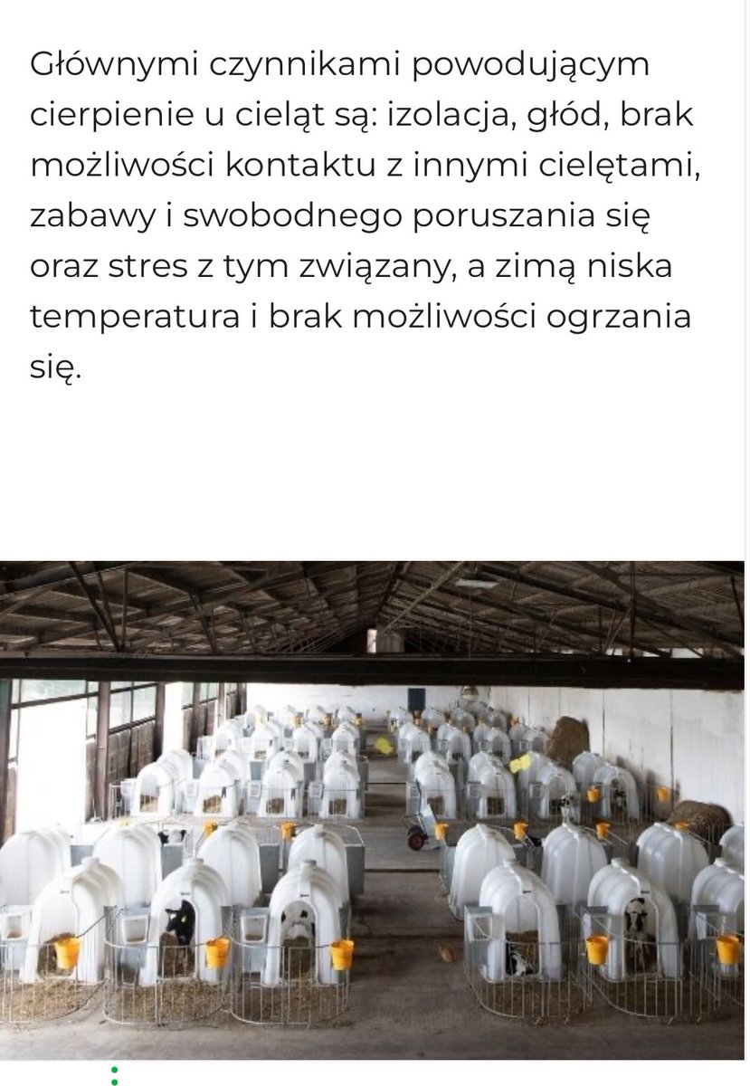 jacekzarzecki's tweet photo. Fakty nie mity… @ciwf_pl po raz kolejny manipuluje  na temat odchowu cieląt, więc trochę ich pomogę …
❌ Utrzymanie indywidualne cieląt do 8 tygodnia życia jest zgodne z prawem UE i PL i nie ma w nim nic okrutnego
✅ Cielę w pierwszych tygodniach życia najlepiej się rozwija w pojedynczej budce.
❌Rolnicy nie głodzą cieląt. Jedynie zdrowe i najedzone cielę przyniesie im w przyszłości korzyści hodowlane. 
✅Dzięki indywidualnemu odchowowi  cielak jest chroniony przed zakażeniem przez inne zwierzęta co ogranicza liczbę upadków i leczenie całych grup zwierząt
❌Budki chronią cielęta przed wiatrem a  sucha słoma zapewnia  ochronę przed zimnem. 
✅Cielęta najpóźniej po 8 tygodniu są przenoszone do boksów grupowych
@lowe_krowe @Dobrostan_info