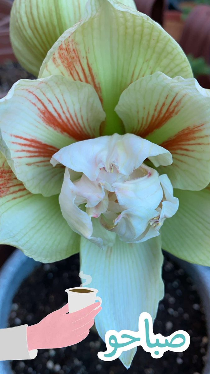 بداية تفتح زهرة الأمارليس 
#الزراعة_المنزلية #زراعة_الأسطح