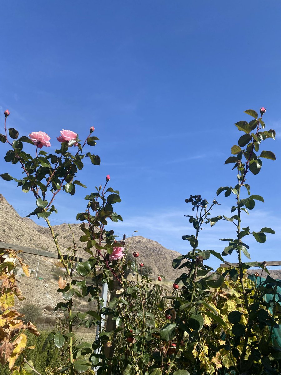 كل الزهر تبحث عن اواني و مزهريات الا هذه المعلقات في السماء .. لصباحكم