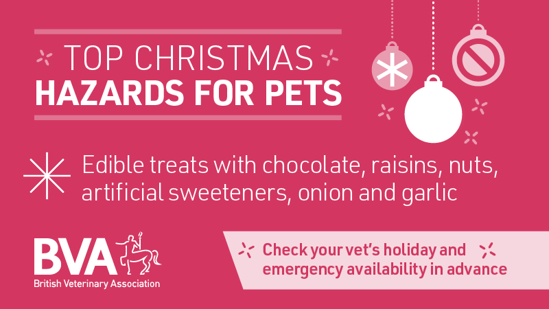 Keep an eye on those pies! Keep mince pies, chocolates and anything containing raisins or sweeteners well out of paws' reach to avoid an emergency trip to the vets over #Christmas. Take a look at other top festive hazards for pets: ow.ly/bHeP50QhNmZ