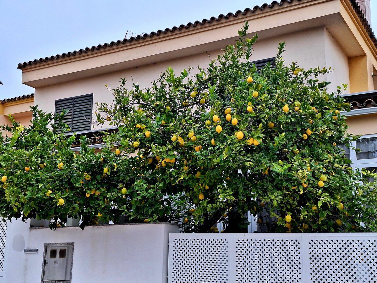 michinmaru's tweet photo. "Si la vida te da limones..."
La vida dándome limones...😥 https://t.co/kvk7GZ9GUX