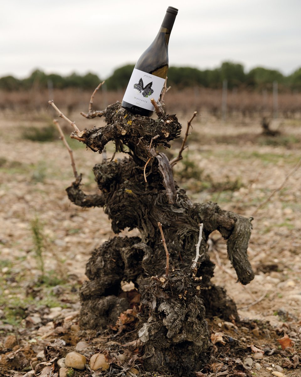 ✨V Malcorta Verdejo Singular 2021, el clon “recordado” de JAVIER SANZ VITICULTOR
🍷Blanco DO Rueda monovarietal de uva Verdejo Malcorta, un clon autóctono que estuvo a punto de extinguirse

📲Artículo completo🔗instagram.com/p/C0u1kUsoAXU/ 
📷📜@rrestauradores <a href="/js_viticultor/">JavierSanzViticultor</a>