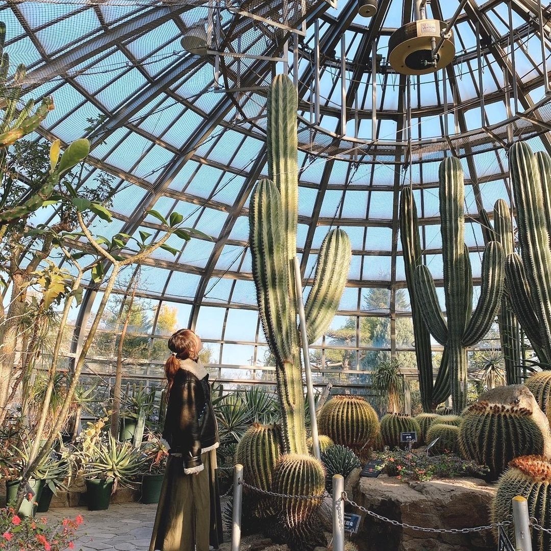 Jane_yumi_'s tweet photo. 🌵
昨日は 姫路カクタス
からの 手柄山温室植物園 ·͜· ❤︎

姫路カクタス🌵
白鯨の大株やおっきいアガベもたくさんあって見応え有り👀👏

金色に輝いてて綺麗だった～🌵✨
#agave
#植物のある暮らし 
#庭づくり
#ガーデニング
#芝生の庭
#多肉植物
#ロストラータ
#アガベ好きな人と繋がりたい https://t.co/w1qJocdX5e
