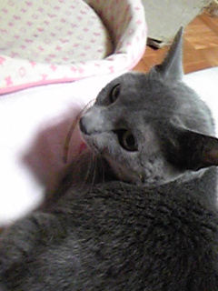 shiyui2014's tweet image. 虹の向こうでにゃんにゃかしてるかなー